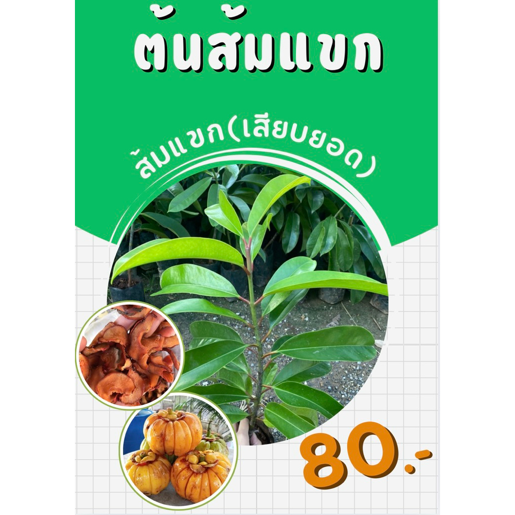 ต้นส้มแขก(เสียบยอด)แท้100% ส่งตรงจากใต้🌱พร้อมปลูกทันที🌱