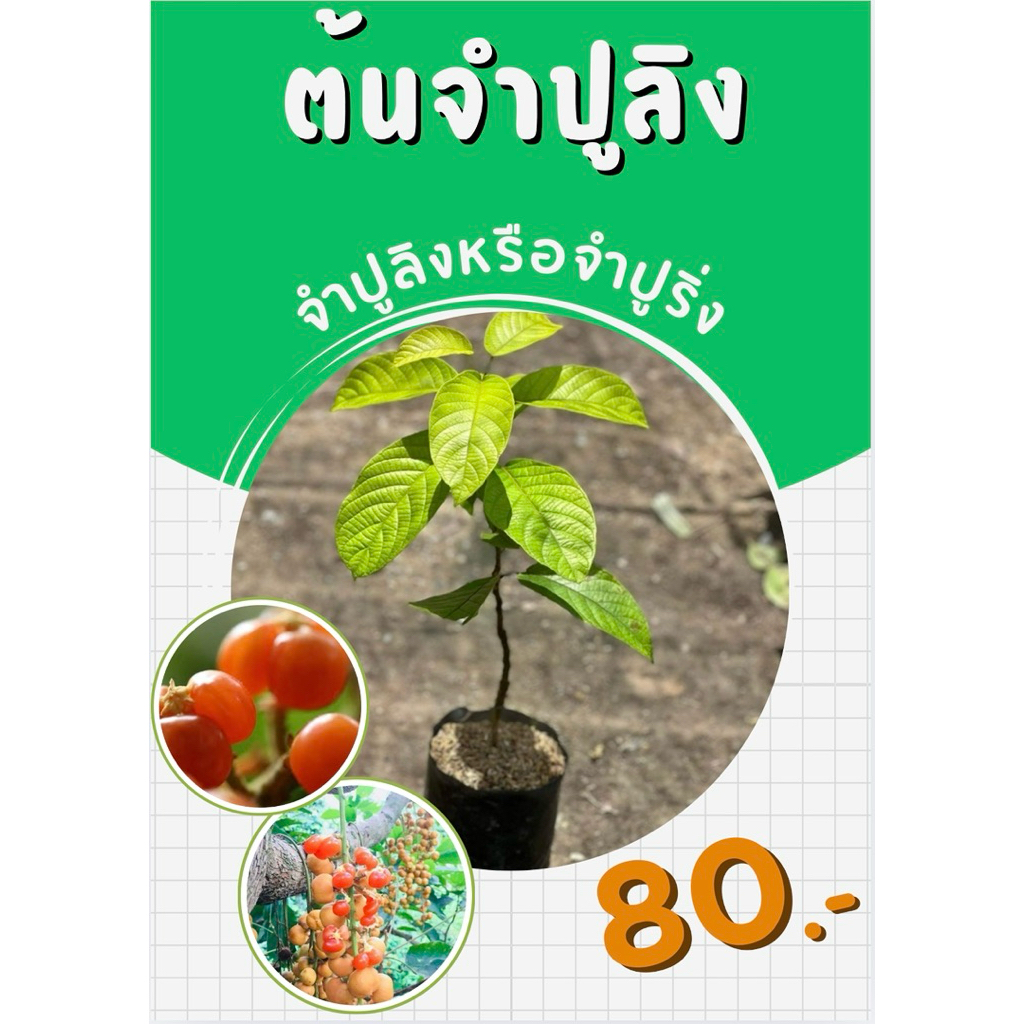 ต้นจำปูลิงหรือจำปูริ่ง(เสียบยอด) สูงประมาณ40cm. สินค้าเสียหายระหว่างขนส่งเคลมให้ใหม่ฟรี