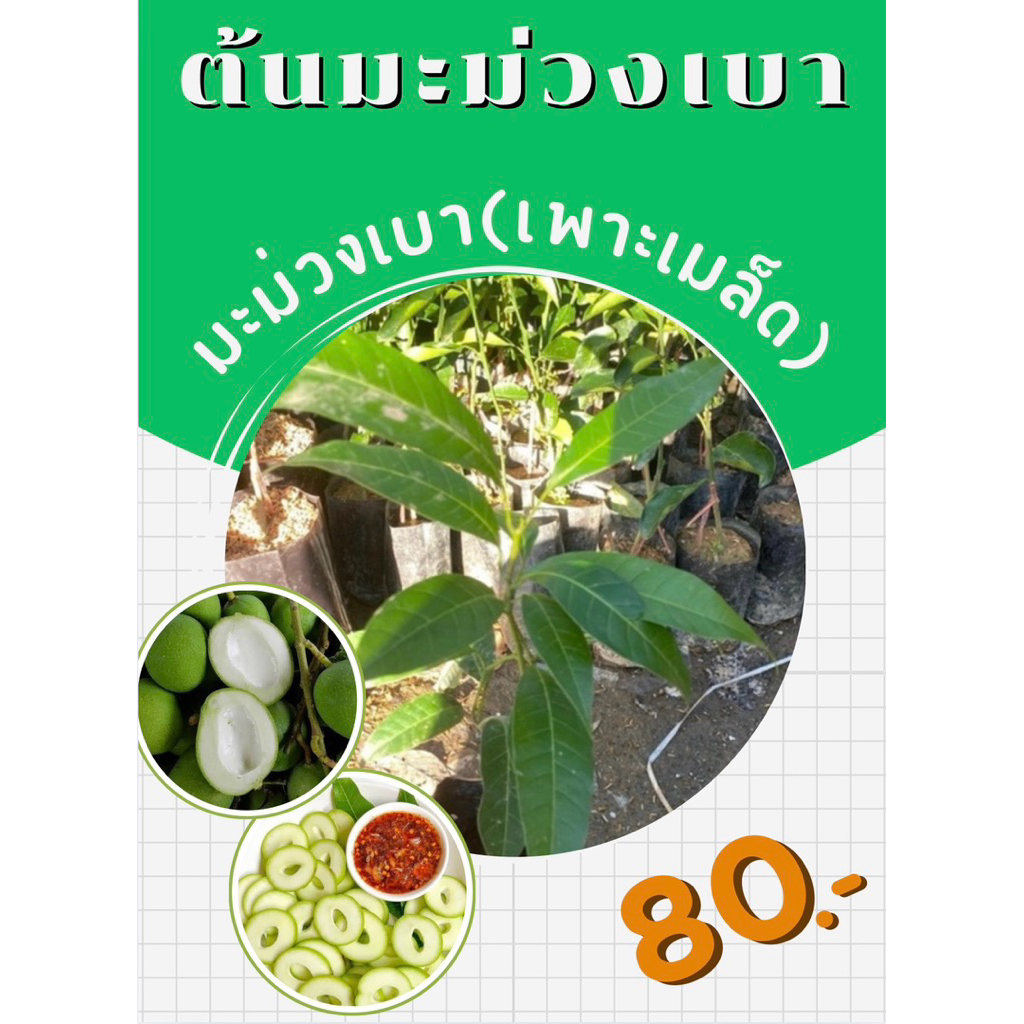 ต้นมะม่วงเบา(เพาะเมล็ด)🌱พร้อมปลูก ให้ผลเร็ว🌱