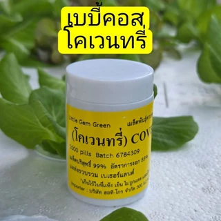 เมล็ดพันธุ์ผักสลัด ชนิดเคลือบ Enza Zaden อัตราการงอกสูง กระปุก 1,000 เมล็ด