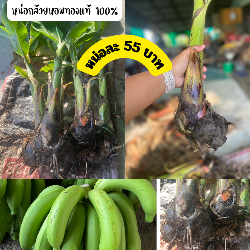 หน่อกล้วยหอมทองแท้ 100% หน่อสมบูรณ์ ขุดสด จัดส่งทุกวัน มีเก็บเงินปลายทาง