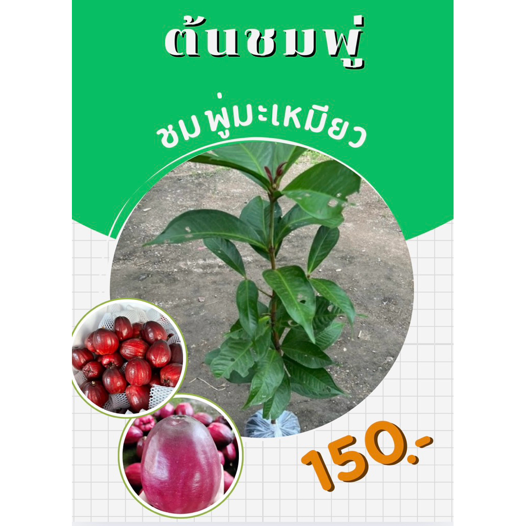 ต้นชมพู่มะเหมียว(เพาะเมล็ด) พร้อมปลูก🌱