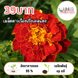 ดาวเรืองฝรั่งเศสแดง 39บาท 200เมล็ด