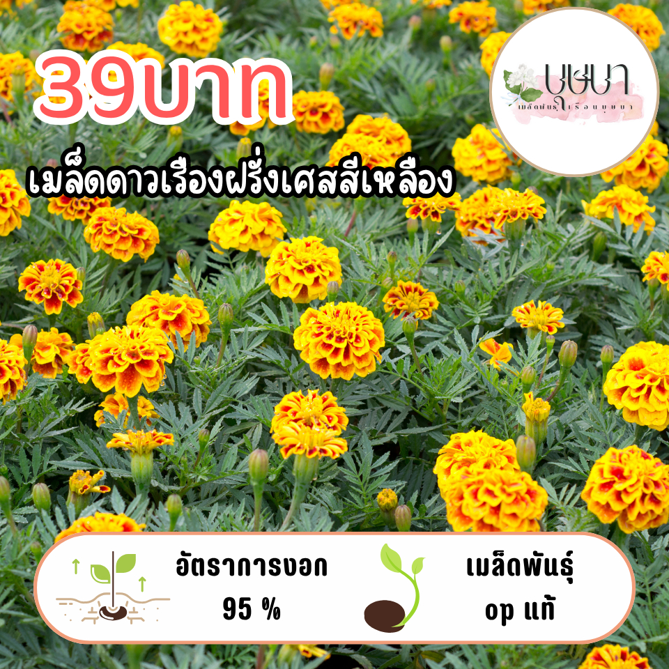 ดาววเรืองฝรั่งเศสเหลือง 39บาท 200เมล็ด