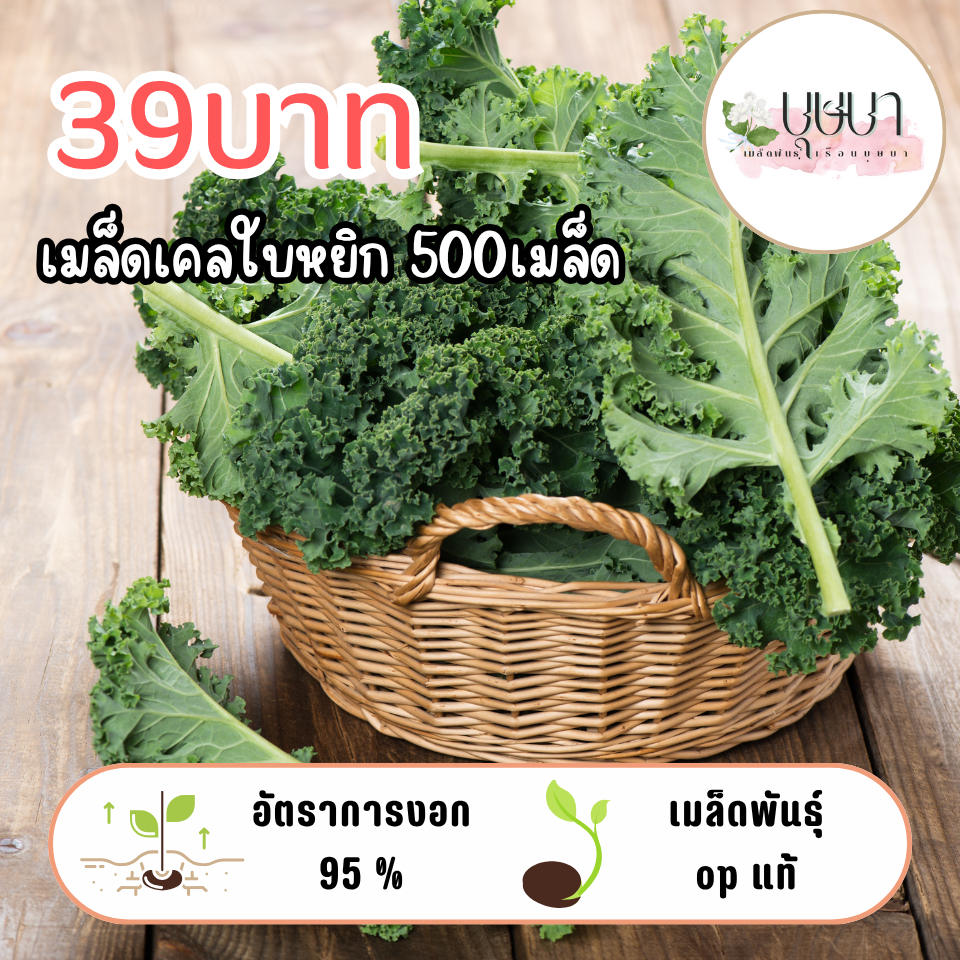 เมล็ดเคลใบหยิก 39บาท 500เมล็ด