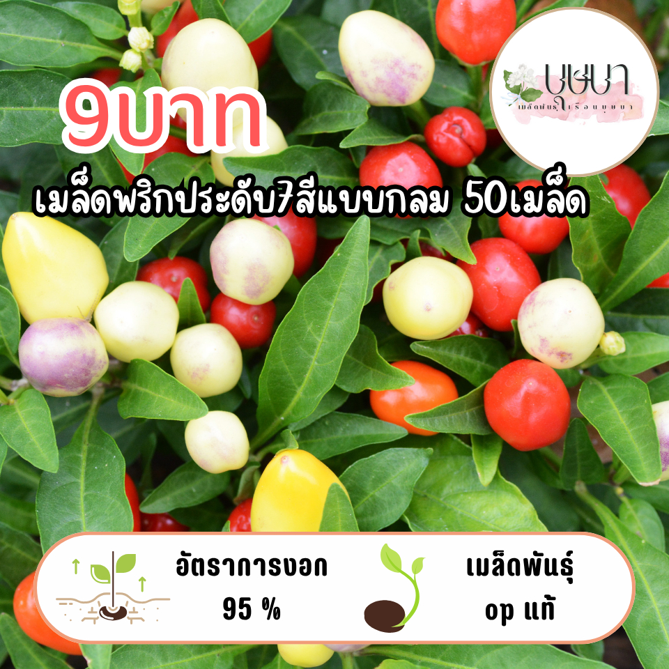 เมล็ดประดับ7สีแบบกลม 9บาท 50เมล็ด