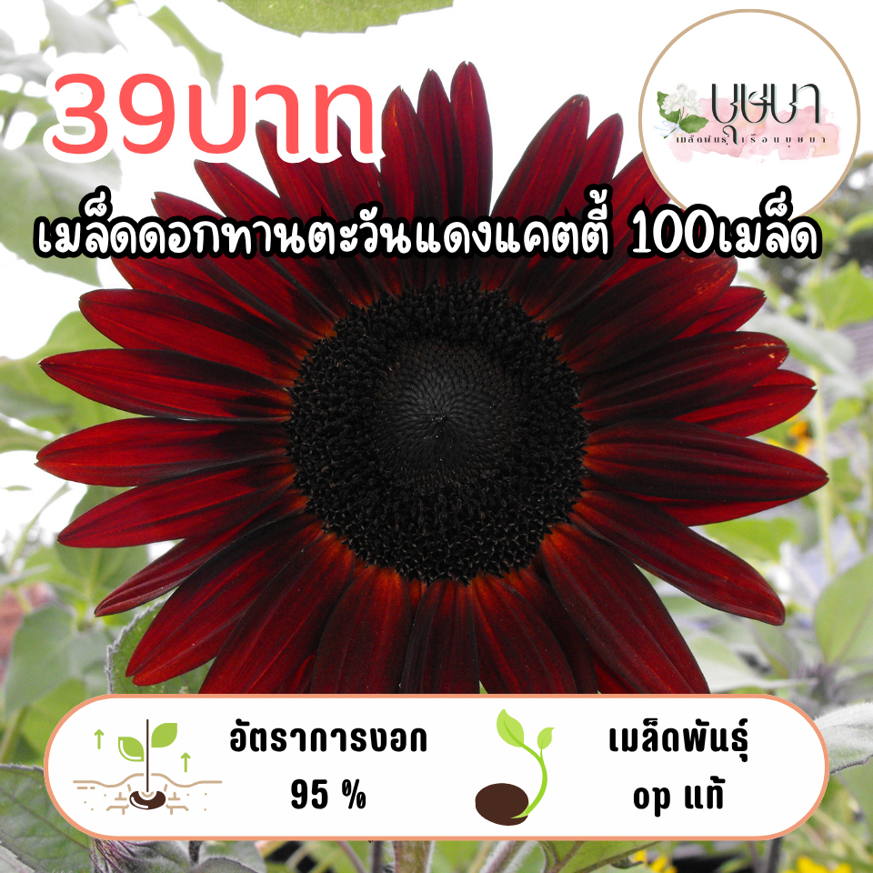 ทานตะวันแดงแคตตี้ 39บาท 100เมล็ด