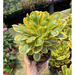 นาคราชทองอำพันด่างเหลือง ต้นมังกรทอง นาคราชทองคำ ต้นไม้มงคล Euphorbia Poissonii Variegata
