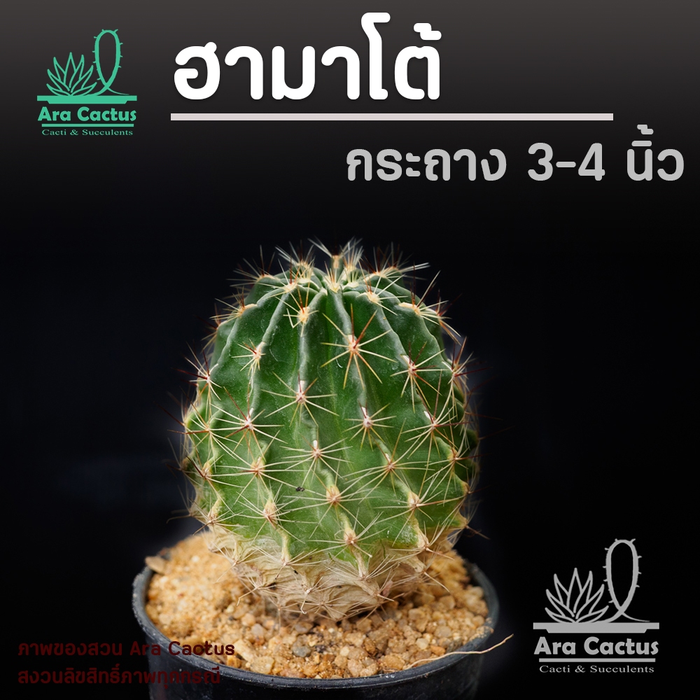 ขายโล๊ะ! ฮามาโต้ไซส์ใหญ่ ดอกเหลือง Hamatocactus setispinus กระถาง 4 นิ้ว แคคตัส กระบองเพชร ต้นไม้ประดับ อวบน้ำ สวย สวยๆ