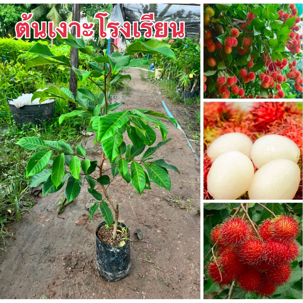 ต้นเงาะโรงเรียนแบบติดตา ถุงใหญ่ 1ต้น159.พร้อมส่ง สวยๆๆจ้า