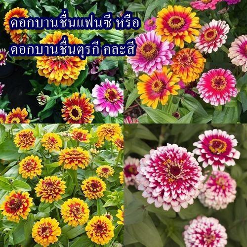 50+ เมล็ด เมล็ดดอกบานชื่นแฟนซี หรือ ดอกบานชื่นตุรกี คละสี (หายาก ปลูกง่าย ดอกสวย ส่วนใหญ่สีดอกจะเป็นสีทูโทนสวยมากๆ)