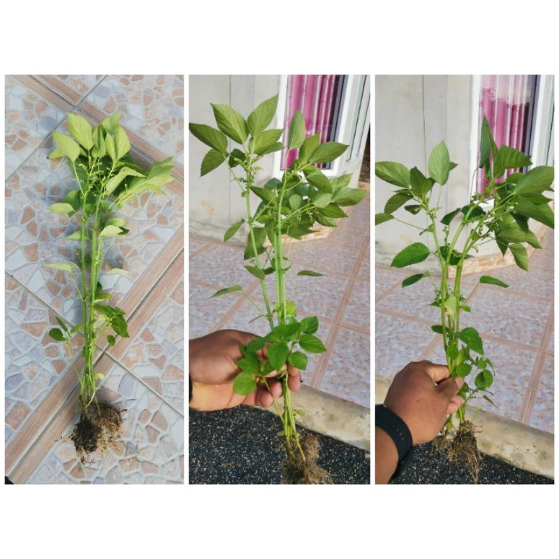 ต้นตำแยแมว หญ้าแมว ต้นละ 2 บาท แถมทุกออเดอร์(สั่งขั้นต่ำ 25 ต้น)