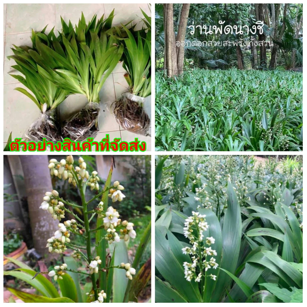 ว่านพัดนางชี ว่านมงคล รูปที่ 2