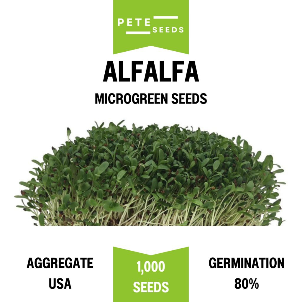 เมล็ดพันธุ์ ต้นอ่อน อัลฟาฟ่า (Alfalfa Sprout) ไมโครกรีน Microgreens งอกดี