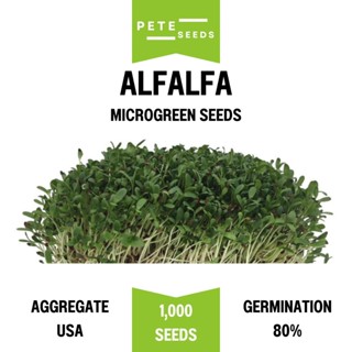 เมล็ดพันธุ์ ต้นอ่อน อัลฟาฟ่า (Alfalfa Sprout) ไมโครกรีน Micr…