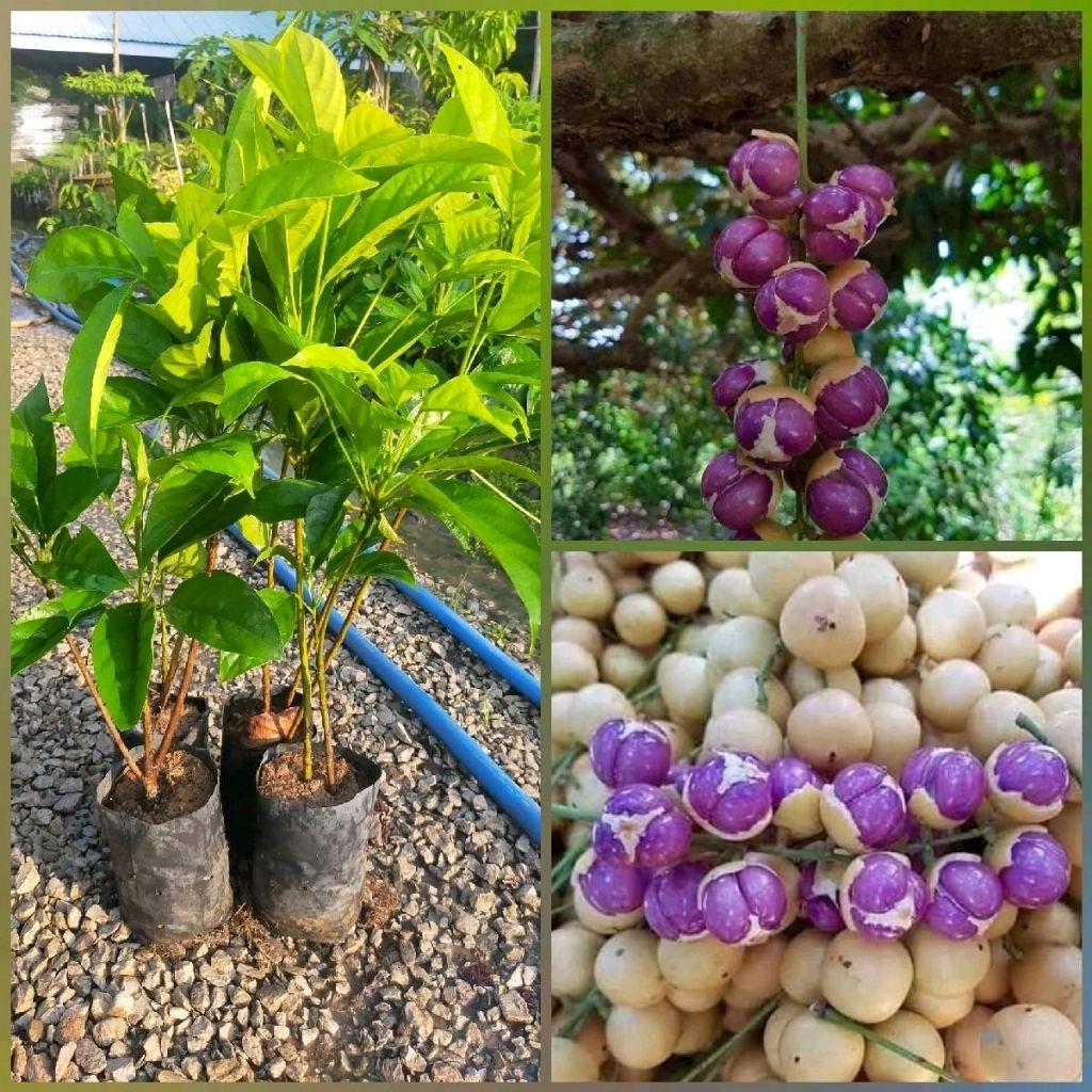 ต้นมะไฟหวานข้าวเหนียวดำ กิ่งตอน สูง 60-70 cm. ปลูกง่ายโตเร็ว ติดผลดกเต็มต้น รสชาติหวานอร่อยกว่าสายพันธ์อื่น