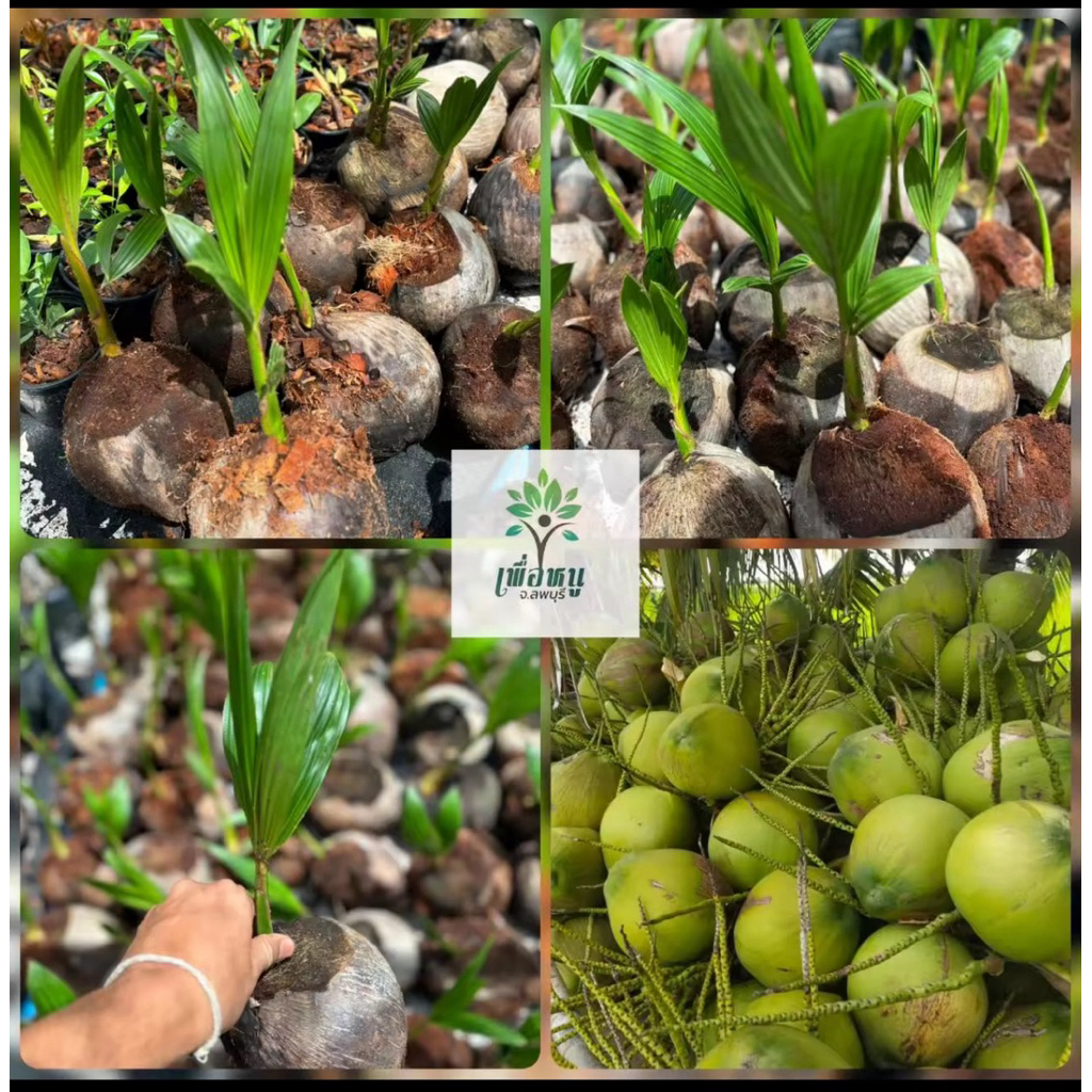 มะพร้าวนํ้าหอมเตี้ยแท้100% สายพันธุ์บ้านแพ้ว🌴ต้นขนาด15-20cm รับประกันพันธุ์จากสวนโดยตรง มีหน้าร้านรับรอง☘️