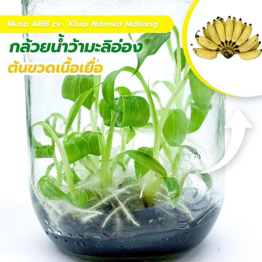 กล้วยน้ำหว้ามะลิอ่อง ไม้เนื้อเยื่อ ต้นเเข็งแรงพร้อมอนุบาล ราคา/ต่อต้น (งานแพ็คถุง)