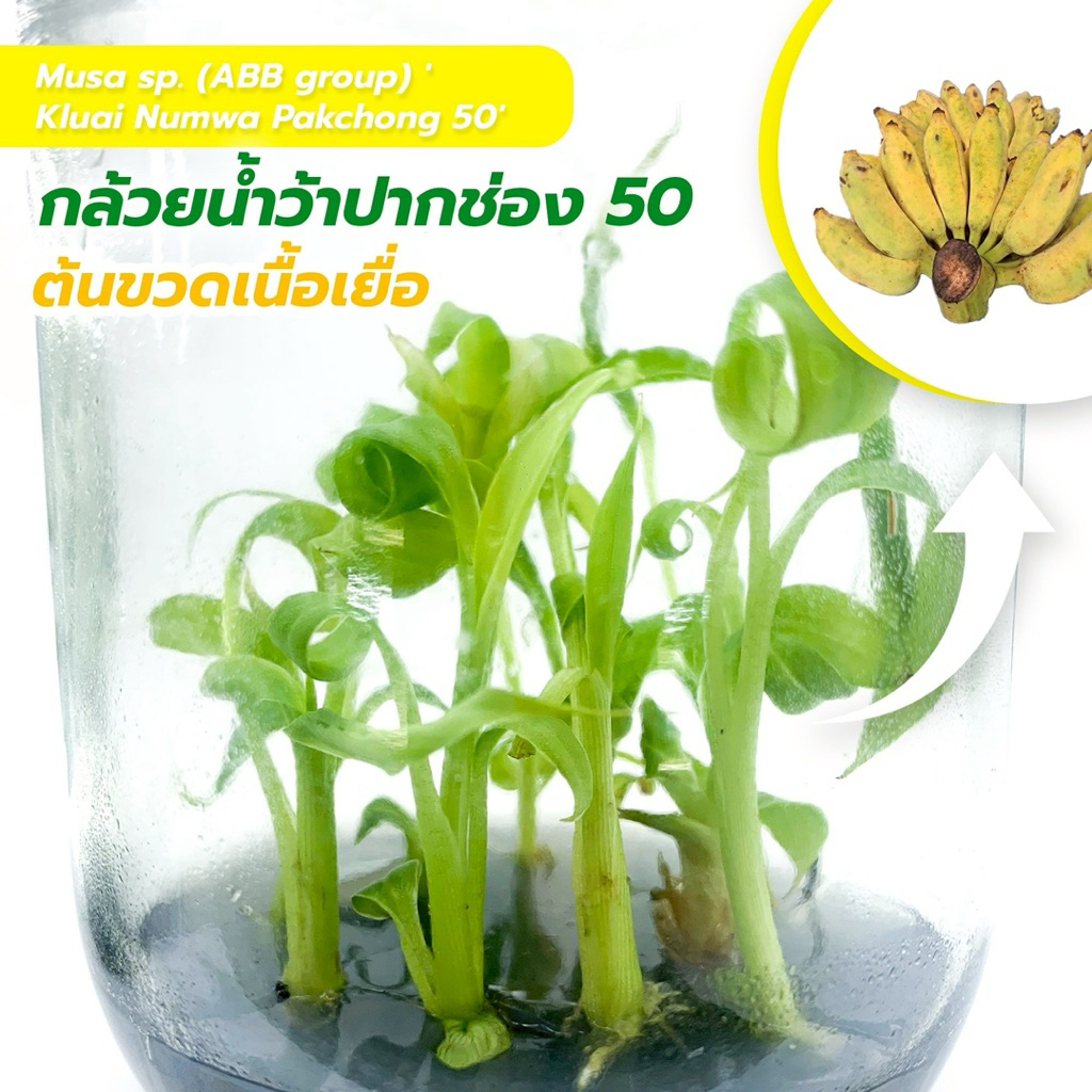 กล้วยน้ำว้าปากช่อง 50 ราคา/ต่อต้น ไม้เนื้อเยื่อ ไม้คลีน 100% *แพ็คเกจถุง