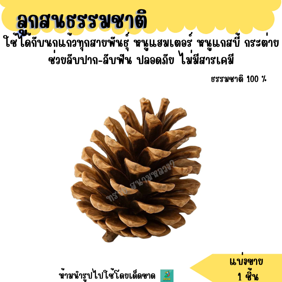 ลูกสนธรรมชาติ (Natural Pine Cones) ปลอดภัยสำหรับนกแก้วและแฮมสเตอร์ 🐦🐹