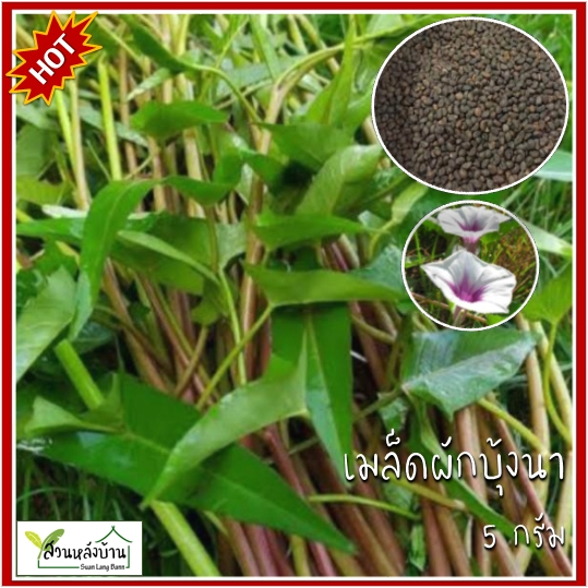5 กรัม ผักบุ้งนา เมล็ดผักบุ้งนา ผักบุ้ง เมล็ดผักบุ้ง ผักบุ้งแดง เมล็ดผักบุ้งแดง