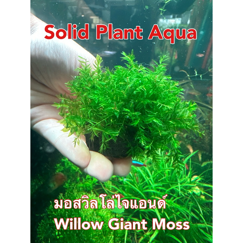 มอสวิลโล่ไจแอนด์ Willow giant moss ❗️❗️ตัดสดพันตะแกรง 5x5 ให้ใหม่ ❗️❗️ #ไม้น้ำ #มอส