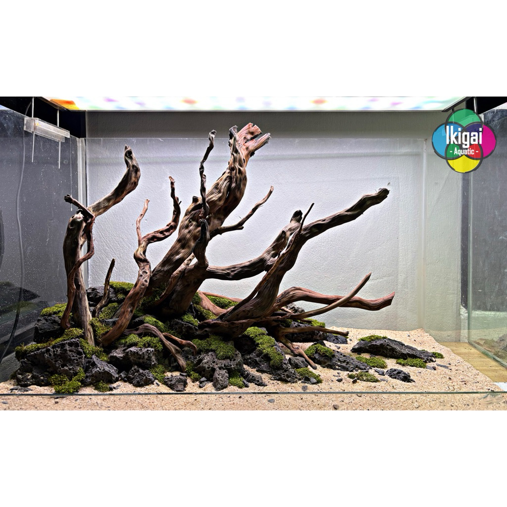 Layout เลย์เอ้าท์น็อคดาวน์24นิ้ว ตู้ไม้น้ำ ยกวางได้เลยไม่ต้องจัดเอง พร้อมส่ง ไม่รวมมอส