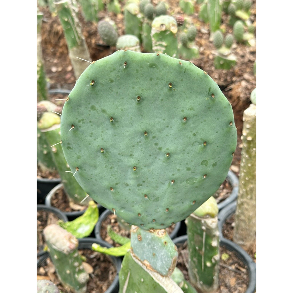 opuntia robusta giant โอพันเทีย ไจแอนท์