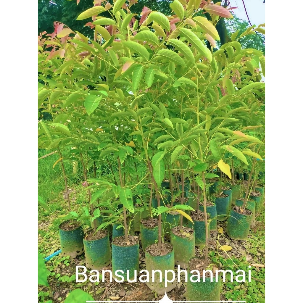 ตันมันปู ต้นกิ่งชำ สูง 140-150 ซม.
