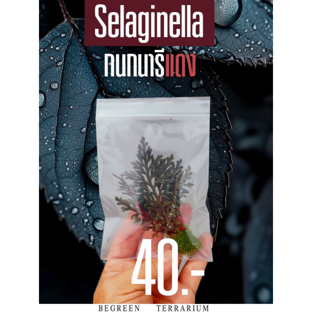 ต้นกนกนารีแดง ต้นเพิร์นกนกนารีแดงSelaginella erythropus (Mart.) Spring