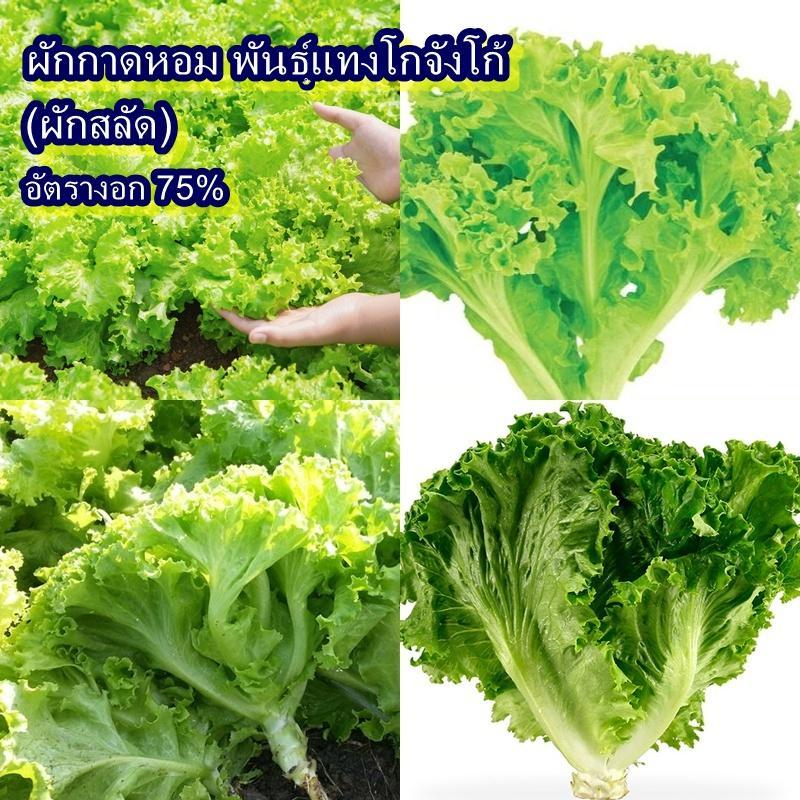 500+ เมล็ด เมล็ดผักกาดหอม พันธุ์แทงโกจังโก้(ผักสลัด) (อัตรางอก 75% ปลูกง่าย เมล็ดงอกดี ใบสีเขียวหิกสวย รสชาติหวานกรอบ)