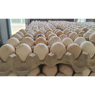 ไข่ข้าวไข่ตัวลุงนึก🐣ไข่ไก่🔥ราคา 55 บาท/10ฟอง🔥#ไข่ข้าวนึ่งสุก#ไข่ฮ้างฮาง#ไข่ลูกอ่อน