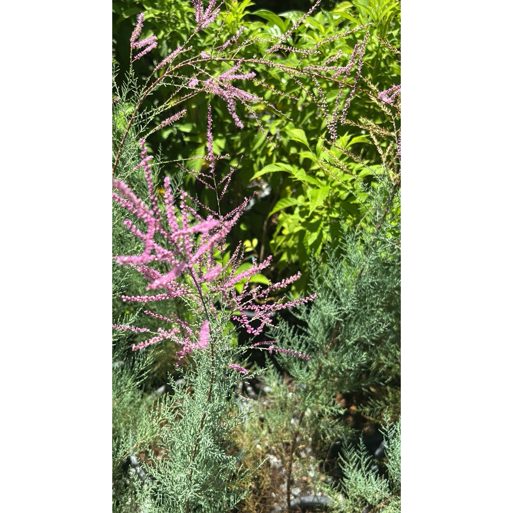 สนชมพู / สนดอกหอม / สนดอกสีชมพู (Tamarix rosea)💗สนหวานๆขนาด30-60cm