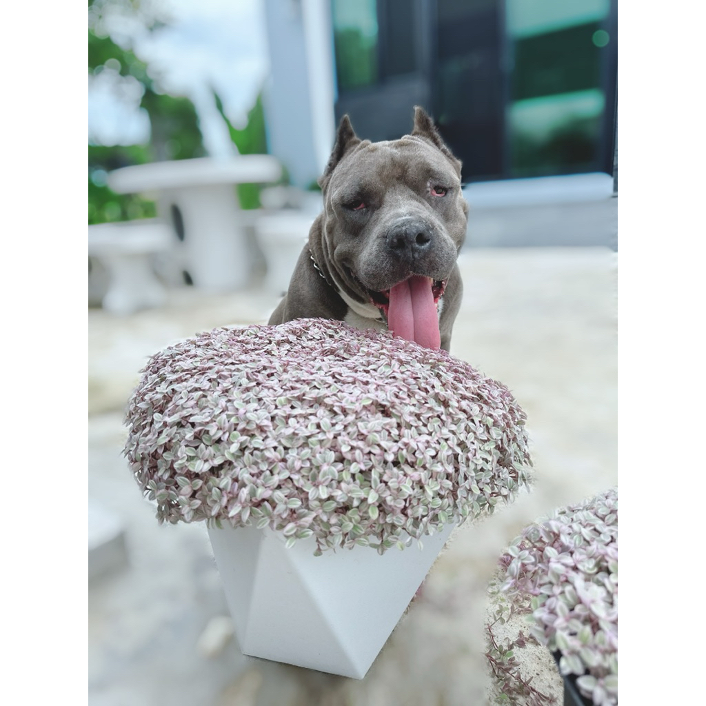 ริบบิ้นชาลีสีชมพูด่าง