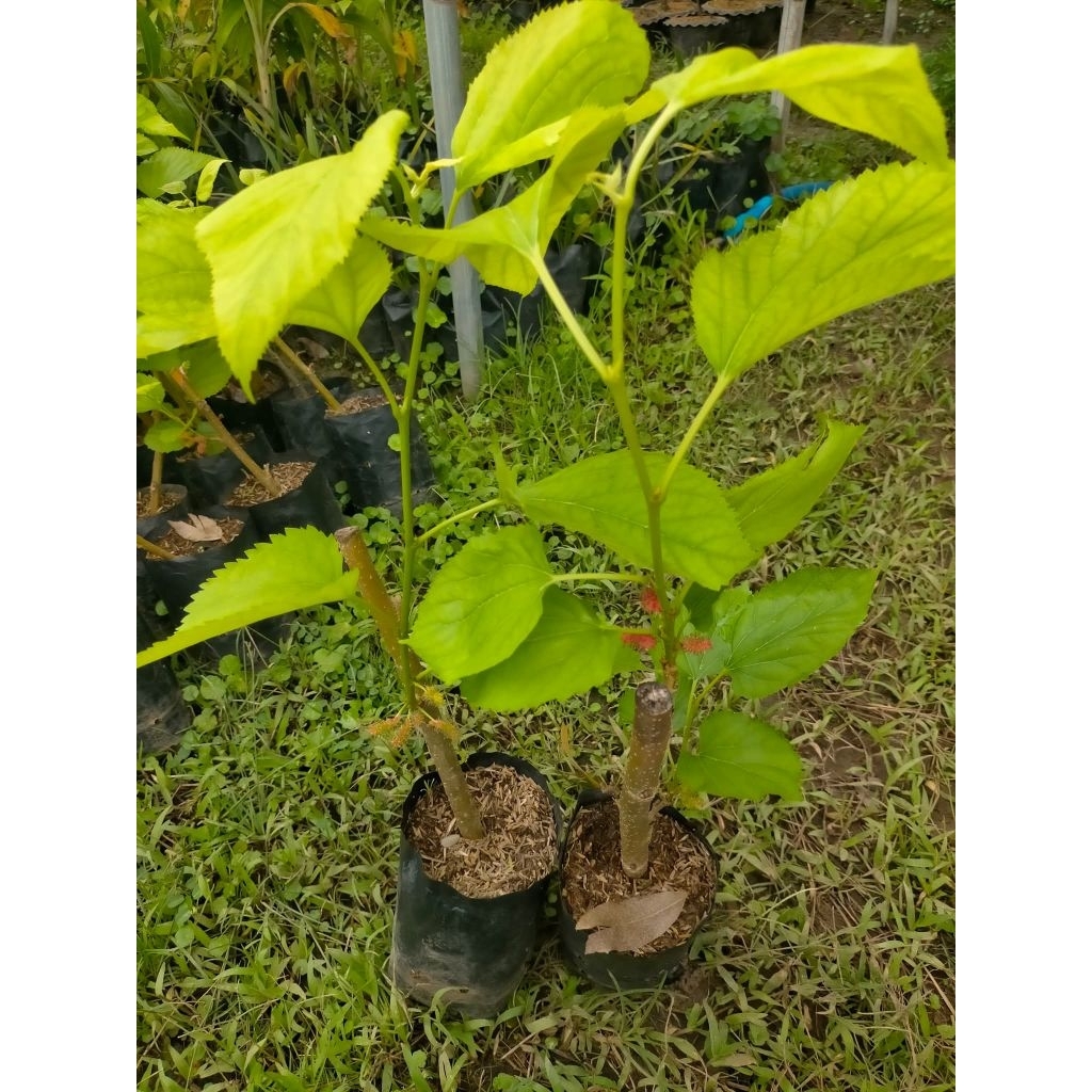 ต้นมัลเบอร์รี่ ต้นกิ่งชำ สูง 40-50 ซม. จัดชุด 2 ต้น