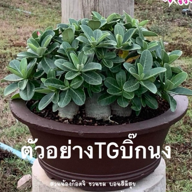 ชวนชม อราTGบิ๊กนง กระถาง6นิ้ว(ถอนส่ง)