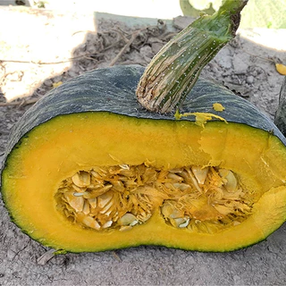 เมล็ดพันธุ์ ฟักทองญี่ปุ่น มิโดริบิวตี้ Midori Beauty Kabocha Squash F1 5 เมล็ด คุณภาพดี ของแท้ 100%