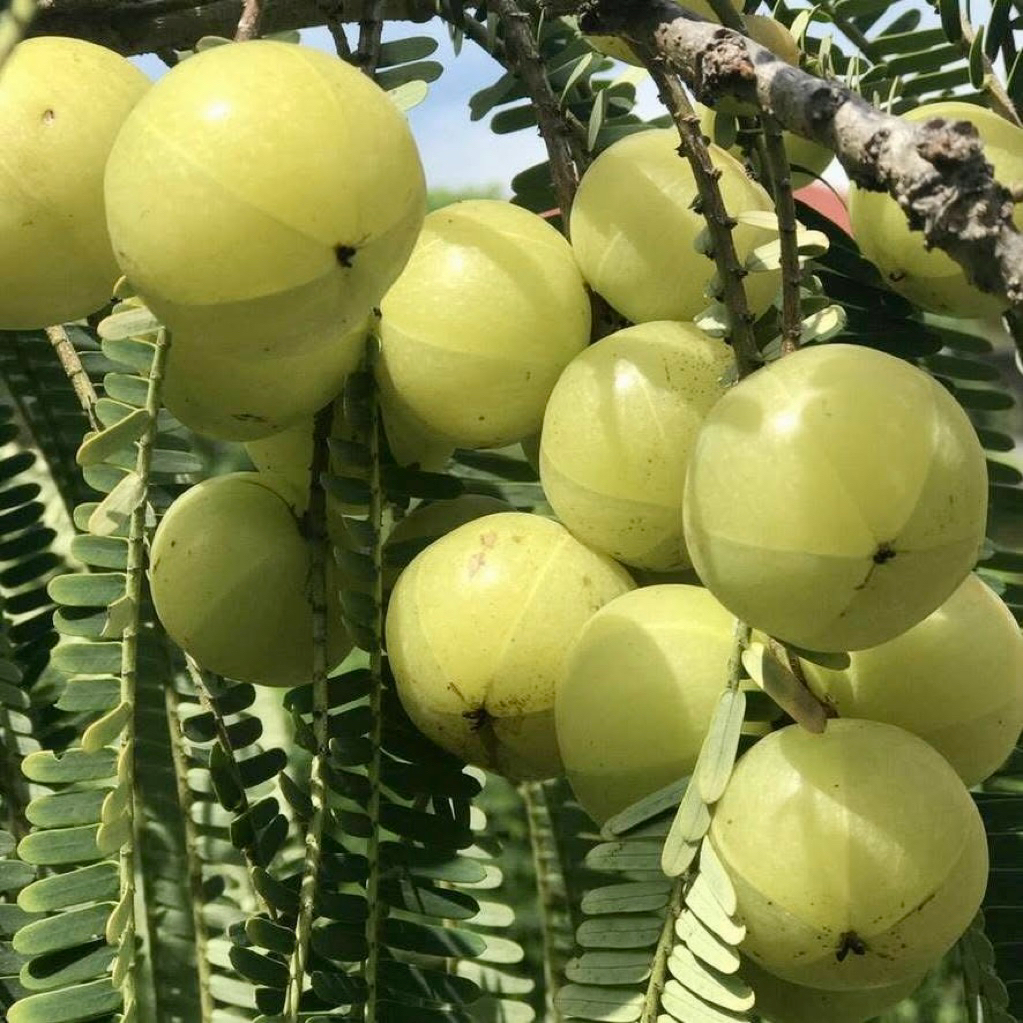 ต้นมะขามป้อมยักษ์ ทาบกิ่ง (สูง 100-120cm) ผลใหญ่ ติดผลดกมาก ทนแล้ง รากแน่น พร้อมปลูก - รูปที่ 3