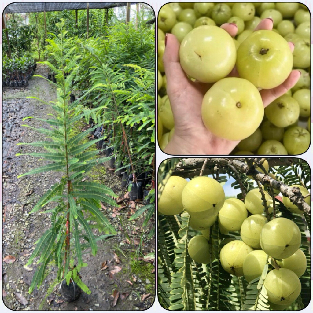 ต้นมะขามป้อมยักษ์ ทาบกิ่ง (สูง 80-100cm) ผลใหญ่ ผลดก ทนแล้ง พร้อมปลูก