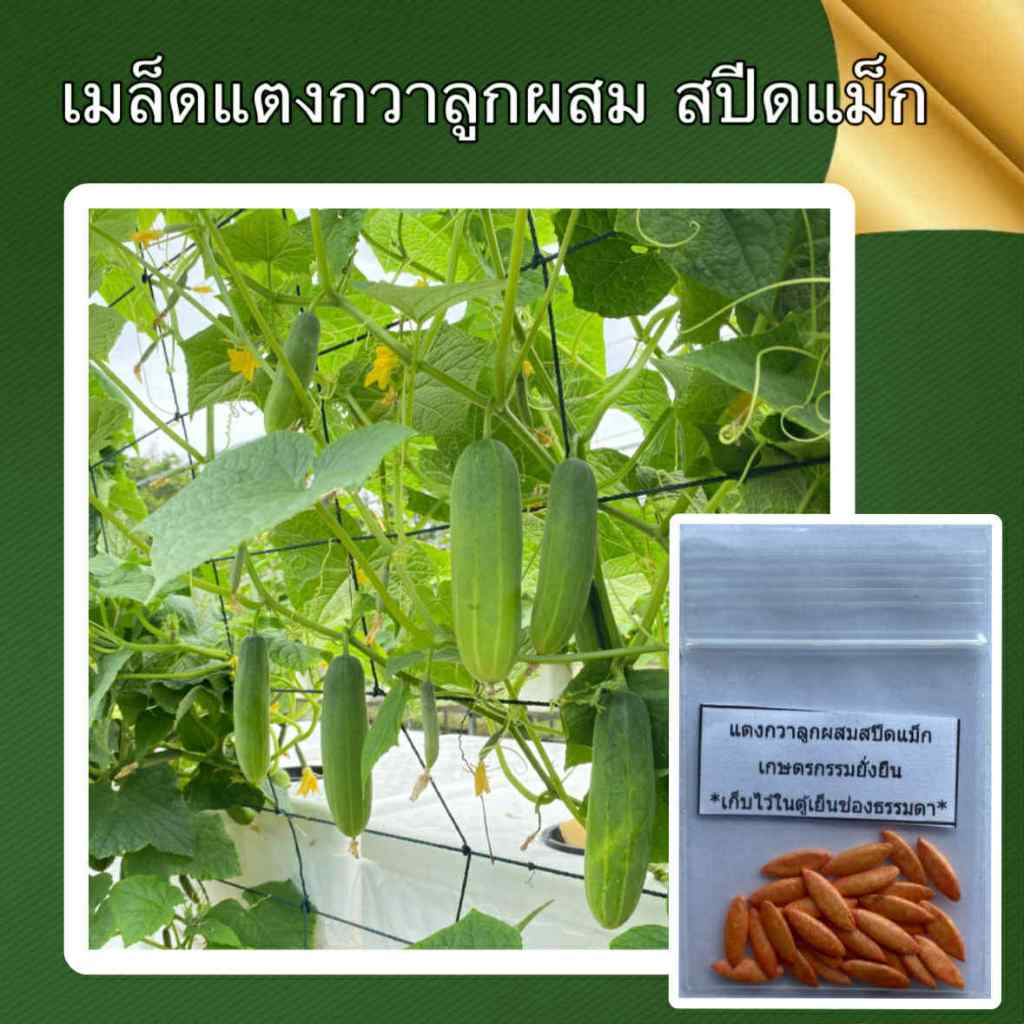 เมล็ดแตงกวาลูกผสม สปีดแม็ก  ติดผลดก ต้านทานโรค ปลูกได้ทุกฤดู-เกษตรกรรมยั่งยืน