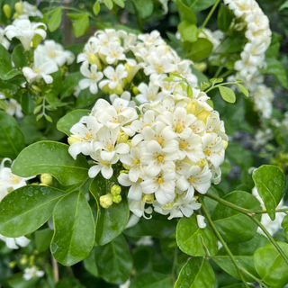 แก้วพวงดวงใจ ดอกเป็นพวงใหญ่ สวยและหอมมาก Murraya, Orange Jasmine