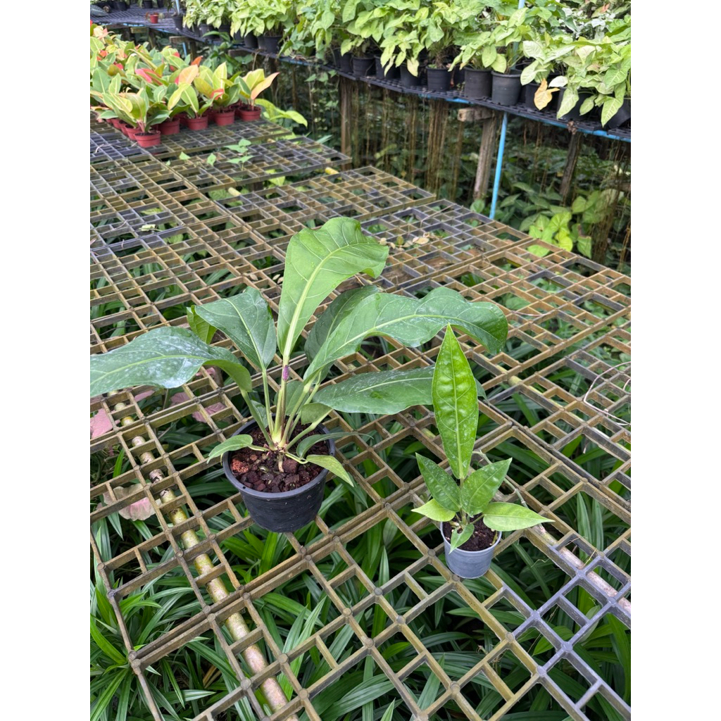 มุมมอง 3