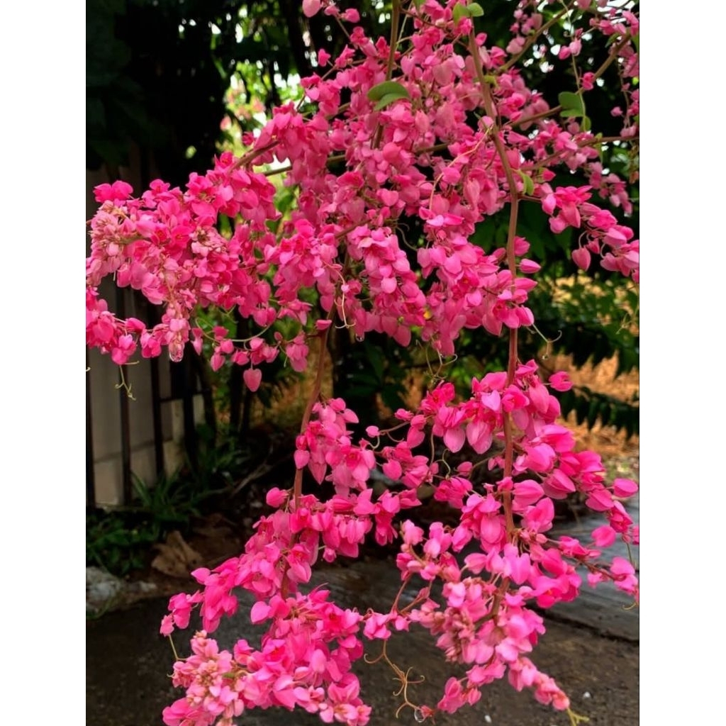 ดอกพวงชมพู 1 ต้นถุงดำไม้ประดับ ไม้ดอก ไม้เลื่อยสวยงาม🌸