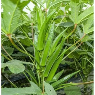เมล็ดพันธุ์กระเจี๊ยบเขียวสายพันธุ์ญี่ปุ่น 200 เมล็ด 49 บาท