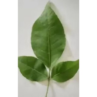 ใบมะตูม 3 แฉกใบเล็กเก็บสดสำหรับไหว้ศิวลึงค์บรรจุ15 ใบ