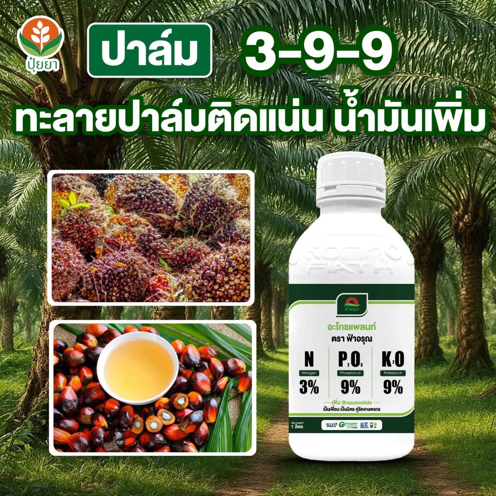 เร่งดอกติดดี ลูกดกไม่ร่วง เพิ่มคุณภาพทะลาย ช่วงปาล์มออกดอกต้องใส่สูตรนี้ ลูกใหญ่ ทะลายแน่น 3-9-9 ลูกดก ใบยังเขียว
