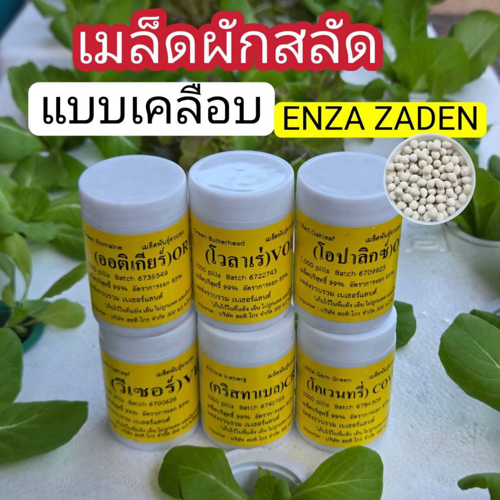 เมล็ดพันธุ์ผักสลัด ชนิดเคลือบ Enza Zaden กระปุก 1,000 เมล็ด
