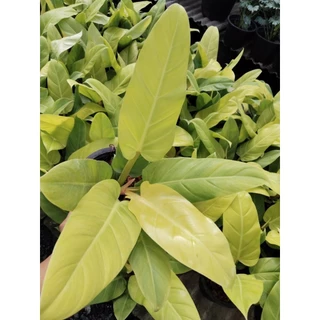 เศรษฐีรวยทรัพย์ สีทอง Philodendron sp. Ruaysap Philodendron sp. 'Setthimisap Philodendron melinonii ghost