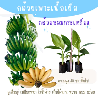 ต้นพันธุ์กล้วยเพาะเนื้อเยื่อ ชุดละ 10 ต้น ปลอดโรค รากแน่น ต้นแข็งแรง พร้อมลงปลูก สายพันธุ์แท้จากห้องแลป ราคาส่ง ถูกมา