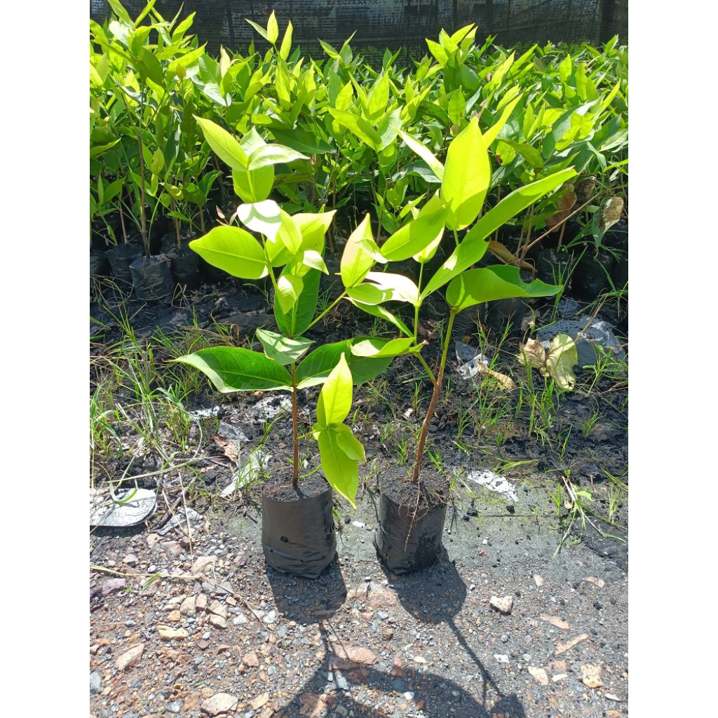 ต้นชมพู่ทับทิมจันทร์ ต้นชำจากกิ่งตอนพันธุ์แท้ ขนาด 40 cm. - 70 cm.